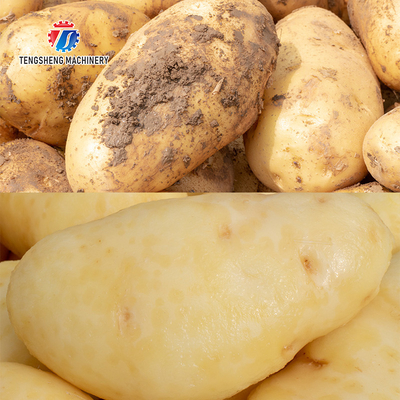 360KG Hair roller cleaning machine wavy brush Cassava cleaning machine commercial ginger peeling machine