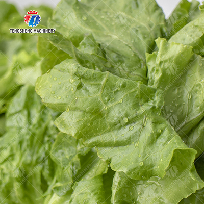 Fruit Orange Leaves Vegetables sward beans  Herbs Fruiting vegetables Wash Washer Washing Cleaning processing production Double cylinder fruit and vegetable washing machine