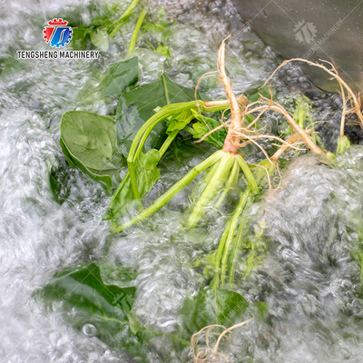 Fruit Orange Leaves Vegetables sward beans  Herbs Fruiting vegetables Wash Washer Washing Cleaning processing production Double cylinder fruit and vegetable washing machine