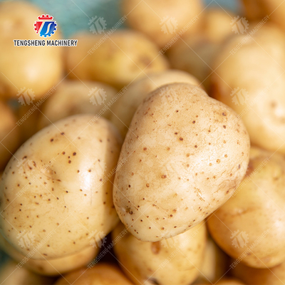 Fruit Orange Leaves Vegetables sward beans  Herbs Fruiting vegetables Wash Washer Washing Cleaning processing production Double cylinder fruit and vegetable washing machine