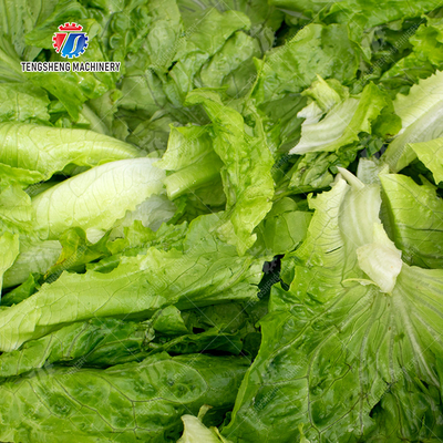 Bubble Vegetable Washing Machine Fruit Orange Vegetable Leaves Vegetables Herbs production Destoning Wash Washer Washing Cleaning