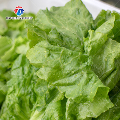 Bubble Vegetable Washing Machine Fruit Orange Vegetable Leaves Vegetables Herbs production Destoning Wash Washer Washing Cleaning