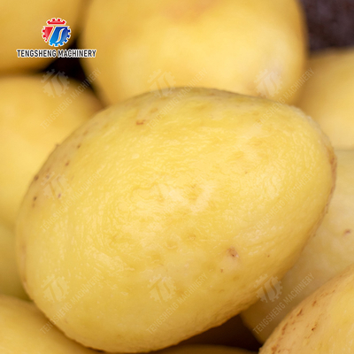 Potato Carrot Taro Sweet potato Yam Saiko persimmon Brush washing and peeling machine processing production Destoning Supplying