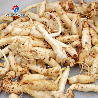 Potato Carrot Taro Sweet potato Yam Saiko persimmon Brush washing and peeling machine processing production Destoning Supplying