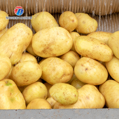 Potato Carrot Taro Sweet potato Yam Saiko persimmon Brush washing and peeling machine processing production Destoning Supplying