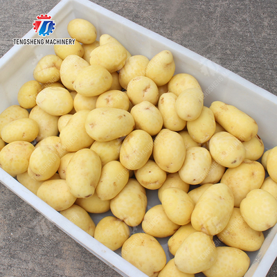 Wash Washer Washing Cleaning processing production Destoning Supplying soybeans  Potato Carrot Taro Sweet potato Yam Saiko persimmon Sealed cover brush peeling machine