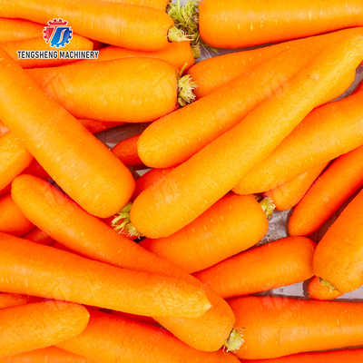 Wash Washer Washing Cleaning processing production Destoning Supplying soybeans  Potato Carrot Taro Sweet potato Yam Saiko persimmon Sealed cover brush peeling machine