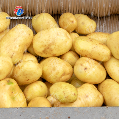 Fruit Vegetable Potatoes and round tuber crops Carrots and longitudinal root vegetables Ginger Potato Carrot Taro Sweet potato Yam Saiko persimmon Roller brush washing and peeling machine with spray