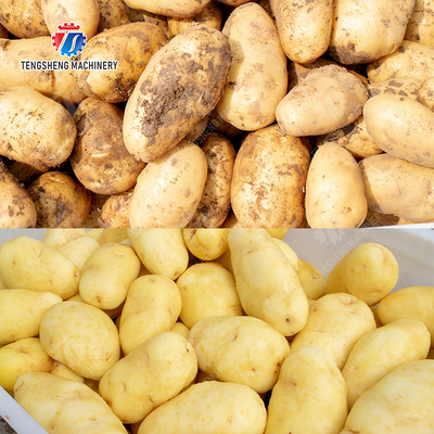 Fruit Vegetable Potatoes and round tuber crops Carrots and longitudinal root vegetables Ginger Potato Carrot Taro Sweet potato Yam Saiko persimmon Roller brush washing and peeling machine with spray