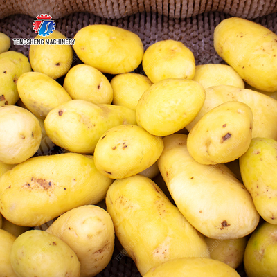 Fruit Vegetable Potatoes and round tuber crops Carrots and longitudinal root vegetables Ginger Potato Carrot Taro Sweet potato Yam Saiko persimmon Roller brush washing and peeling machine with spray