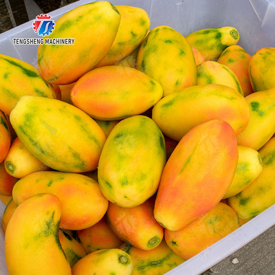 Large scale brush Washing cleaning and peeling machine Ginger Potato Carrot Taro Sweet potato Yam Saiko persimmon papaya horseshoe macadamia nut