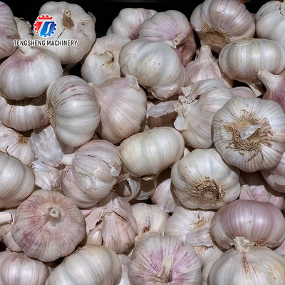 Get the Best Results with Our Fruit And Vegetable Processing Equipment