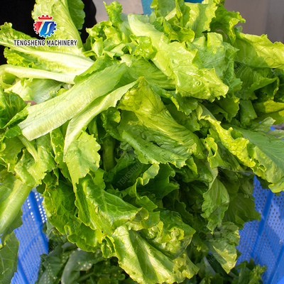 Onions Greens Lettuce Cao Xin Baby Cabbage Chinese Cabbage Cabbage Spin Dryer Industrial Commercial  Food Dehydrator Dewatering Machine  Centrifugal Dehydration Machine Fruits vegetables dehydrator