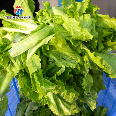 Salad Fruits and vegetables dehydrator Lettuce Cao Xin Baby Cabbage Chinese Cabbage Cabbage Automaticial Dehydration Machine Dehydrator Dried  Centrifugal Drying Machine Automatic Water Spinner