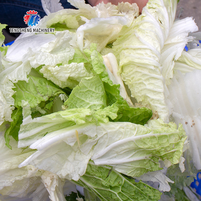 Leafy vegetables Cabbage varieties Greens Lettuce Cao Xin Baby Cabbage Chinese Cabbage Cabbage kale Salad Fruits and vegetables dehydrator Industrial Commercial  Food Dehydrator Dewatering Machine