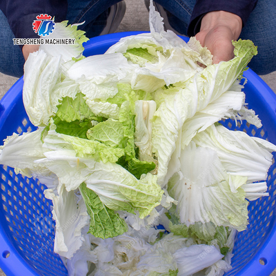 Leafy vegetables Cabbage varieties Greens Lettuce Cao Xin Baby Cabbage Chinese Cabbage Cabbage kale Salad Fruits and vegetables dehydrator Industrial Commercial  Food Dehydrator Dewatering Machine