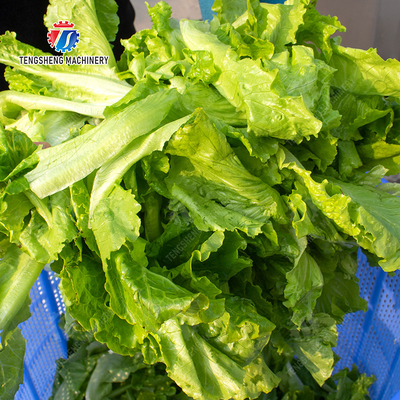 Salad Fruit and Vegetable Dehydrator Industrial Commercial  Food Dehydrator Dewatering Machine Lettuce Cao Xin Baby Cabbage Chinese Cabbage Cabbage Onions Fruiting vegetables onion