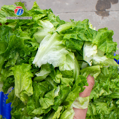 Industrial Commercial Large fruit and vegetable dehydrator Salad Centrifugal Drying Machine Spin Dryer Stainless Steel Cabbage varieties Fruiting vegetables Lettuce Cao Xin Baby Cabbage Chinese