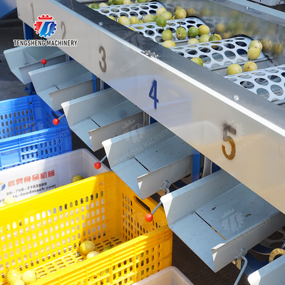 Processing Production Inspecting Grading Fruit Vegetable Onions Saiko persimmon Apple Potato tangerine passion fruit avocado cherry Mango pear banana mangosteen kiwi fruit Fruit Sorting Machine