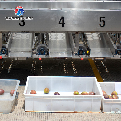Processing Production Inspecting Grading Fruit Vegetable Onions Saiko persimmon Apple Potato tangerine passion fruit avocado cherry Mango pear banana mangosteen kiwi fruit Fruit Sorting Machine