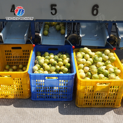 Processing Production Inspecting Grading Fruit Vegetable Onions Saiko persimmon Apple Potato tangerine passion fruit avocado cherry Mango pear banana mangosteen kiwi fruit Fruit Sorting Machine