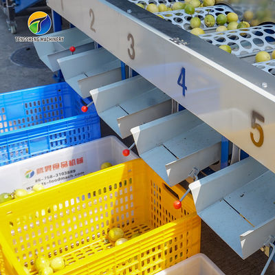 380V Fruit And Vegetable Processing Line Fully Automatic Cleaning Drying Grading