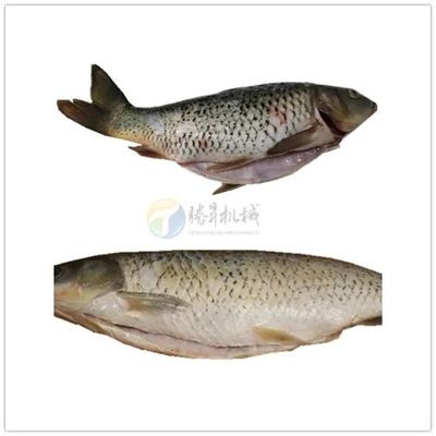 Tengsheng Rotated Shaving Fish Skin Cleaning Machine , Trout Fish Skin Peeling Machine