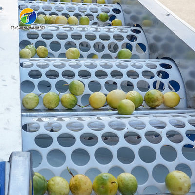 Drying Sorting Circulating Surfing Fruit And Vegetable Processing Line Apple Tengsheng