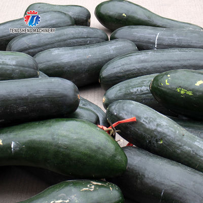 350KG 2.2KW Large efficient wax gourd peeling machine large automatic horizontal wax gourd peeling machine