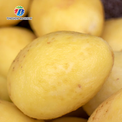 1500mm Brush Roller Potato Washing And Peeling Machine