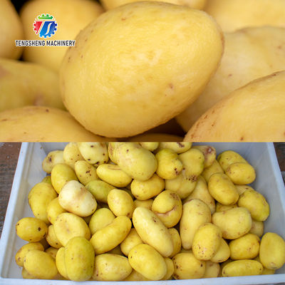 1500KG/H Sweet potato cleaning and peeling machine taro cleaning and peeling machine root cleaning machine