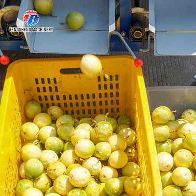 150KG 380V Lemon screening and grading machine stainless steel fruit sorting machine citrus fruit sorting machine