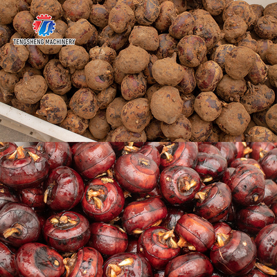 380KG  Carrot and taro fur brush cleaner Oyster rollers cleaning equipment water hooves cleaning