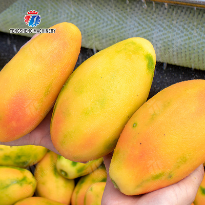 Large scale brush Washing cleaning and peeling machine Ginger Potato Carrot Taro Sweet potato Yam Saiko persimmon papaya horseshoe macadamia nut