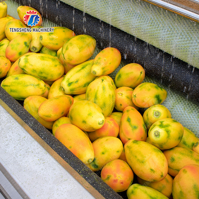 Large scale brush Washing cleaning and peeling machine Ginger Potato Carrot Taro Sweet potato Yam Saiko persimmon papaya horseshoe macadamia nut