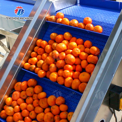 Washing Hoisting machine Fruit Orange Vegetable Apple pineapple Ginger Potato Carrot Sweet potato Yam cucumber chili onion okra Lettuce Cao Xin Baby Cabbage Chinese Cabbage processing production